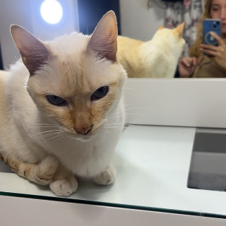 PUCHO | Raza Aslan o Siamés moderno, punto flama | Perdido