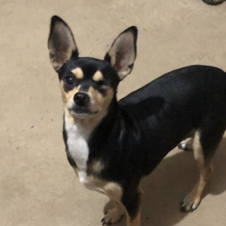 ISTAR | Raza Chihuahua | Perdida