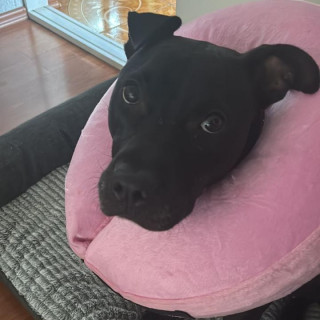 OLIVIA | Raza Mestiza,  cruza de American Pitbull Terrier | Perdida