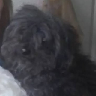 LUPITA | Raza French Poodle o Caniche | Perdida