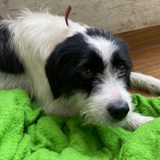  | Raza Mestiza | Encontrada