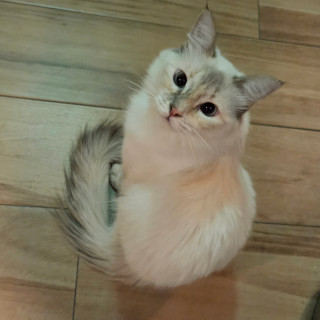 ESNORQUITA | Raza Balinés punto tabby | Perdida