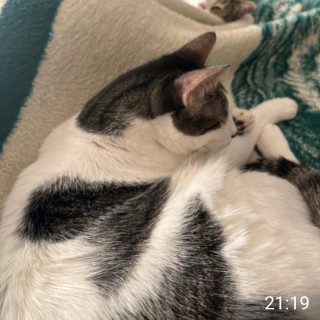 MATEO | Raza Doméstico Américano de Pelo Corto | Perdido