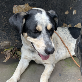 POMBO | Raza Mestizo | En Adopción