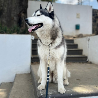 KIRA | Raza Husky Siberiano | Final Feliz