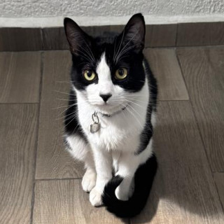 MILO | Raza Doméstico Américano de Pelo Corto | Final Feliz