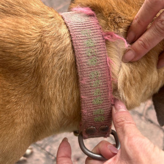  | Raza Mestizo, cruza de American Pitbull Terrier con Labrador | Final Feliz