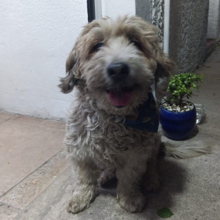  | Raza Mestizo | Encontrado