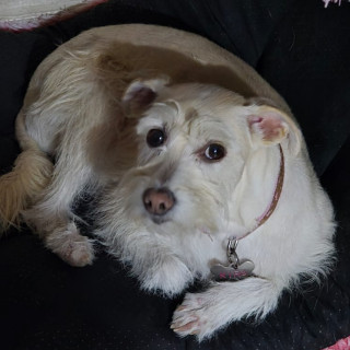 KIRA | Raza Mestiza, cruza de Schnauzer | Final Feliz