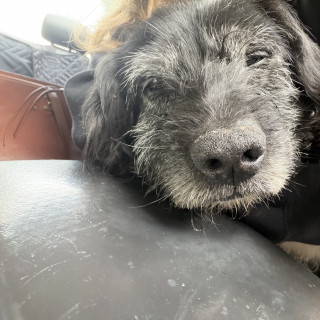  | Raza Mestizo, posible cruza de Cocker | Encontrado