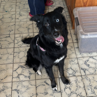  | Raza Mestiza,  cruza de Border Collie | Encontrada