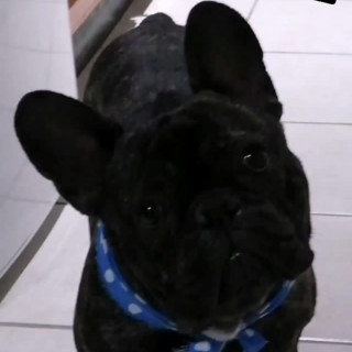 CECILIO | Raza Bulldog Francés  | Final Feliz