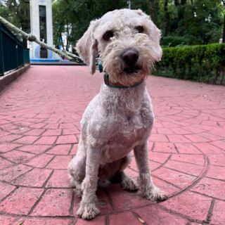 PANCHO | Raza French Poodle o Caniche | Perdido
