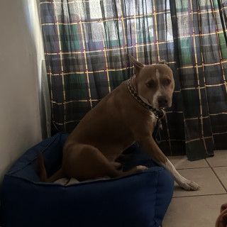 NIÑO | Raza Mestizo, cruza de American Pitbull Terrier con American Staffordshire Terrier | Perdido