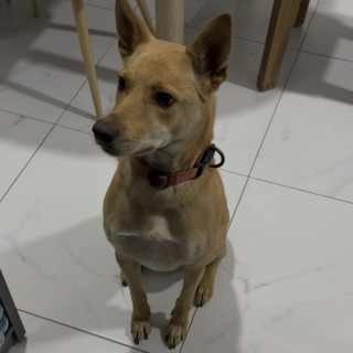 Foto de LEONA