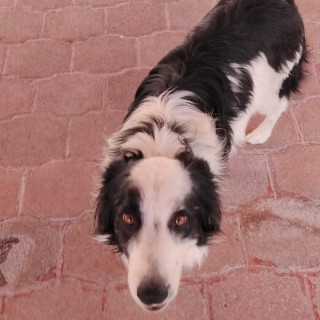 Foto de NINO (ALIAS SAURIO)