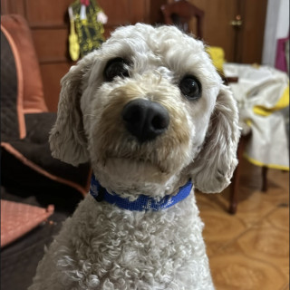  | Raza French Poodle o Caniche | Encontrado