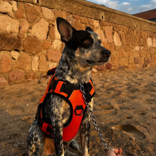 JACK | Raza Ganadero Australiano Blue Heeler  | Perdido