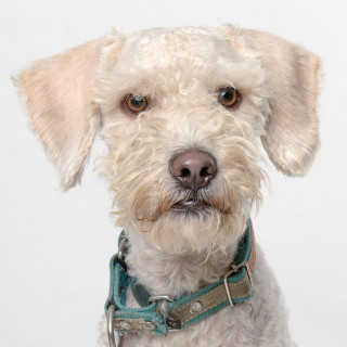 PANCHO | Raza French Poodle o Caniche | Perdido