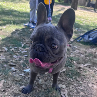 BLUEY | Raza Bulldog Francés  | Perdida