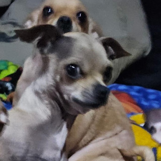 MORGAN | Raza Chihuahua | Perdido
