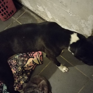  | Raza American Pitbull Terrier | Encontrado