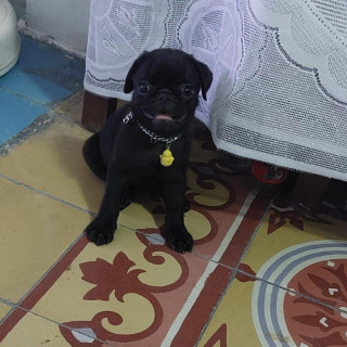 MEI | Raza Pug o Carlin | Perdida