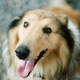 ROCO | Raza Collie | Perdido