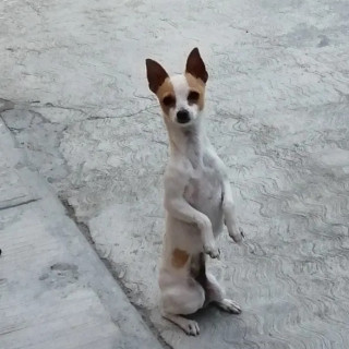 CANELA | Raza Chihuahua | Final Feliz