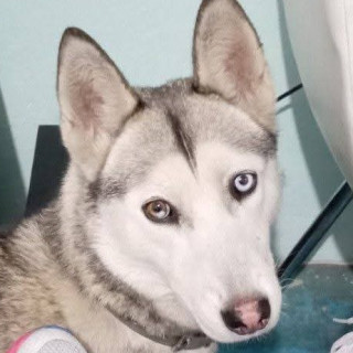 BOTAS | Raza Husky Siberiano | Perdida
