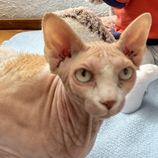 FIFÍ | Raza Sphynx O Esfinge | Perdida