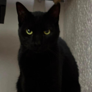  | Raza Bombay | Encontrado