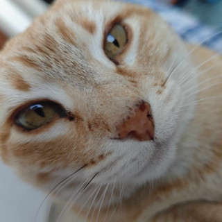 LOOKY | Raza Doméstico Americano de Pelo Corto | Perdida