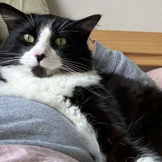 KATE MOSS | Raza Doméstico Americano De Pelo Semilargo | Perdido