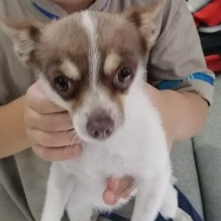 CHUCHIS | Raza Chihuahua | Perdida