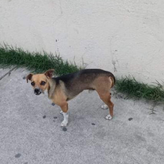 CHIQUITO | Raza Chihuahua | Perdido