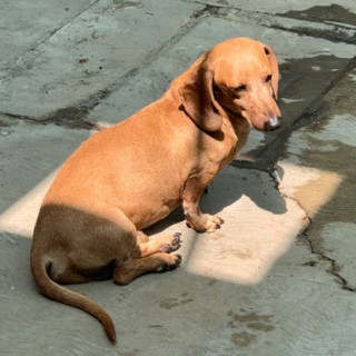 BOB | Raza Dachshund o Salchicha  | Final Feliz