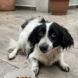  | Raza Mestizo, cruza de Cocker con Dachshund o Salchicha | Encontrado