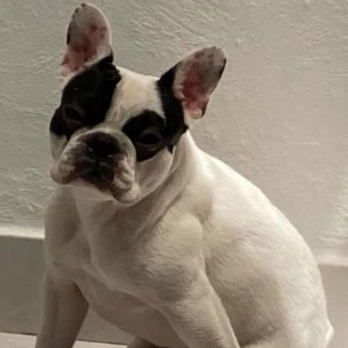 BOCHO | Raza Bulldog Francés  | Perdido