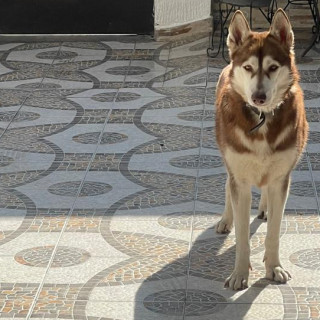 SARABI | Raza Husky Siberiano | Final Feliz