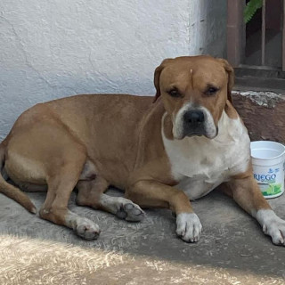  | Raza Mestizo,  cruza de American Pitbull Terrier con Bóxer | Encontrado