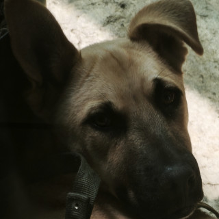 MILO | Raza Mestizo, cruza de Labrador con Pastor Alemán | En Adopción