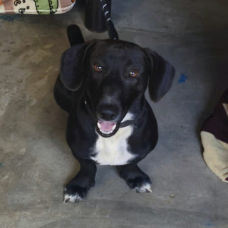 GORDO O GORDITO | Raza Dachshund o Salchicha  | Final Feliz