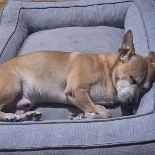 LOKI | Raza Mestizo, posible cruza de American Pitbull Terrier con Labrador | Final Feliz