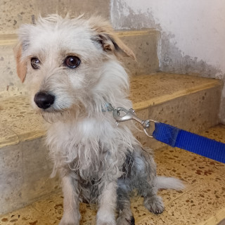  | Raza Mestizo | Encontrado