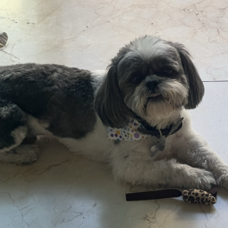 CHIP | Raza Shih Tzu  | Final Feliz