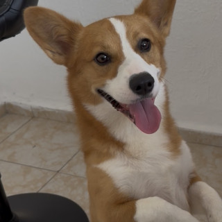 HACHI | Raza Welsh Corgi Cardigan  | Final Feliz