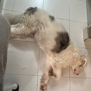 BOB (SORDO Y DÉBIL VISUAL) | Raza Border Collie  | Perdido