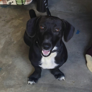 Foto de GORDO O GORDITO