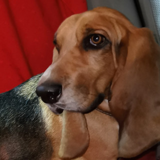 DOBBY | Raza Basset Hound | Final Feliz